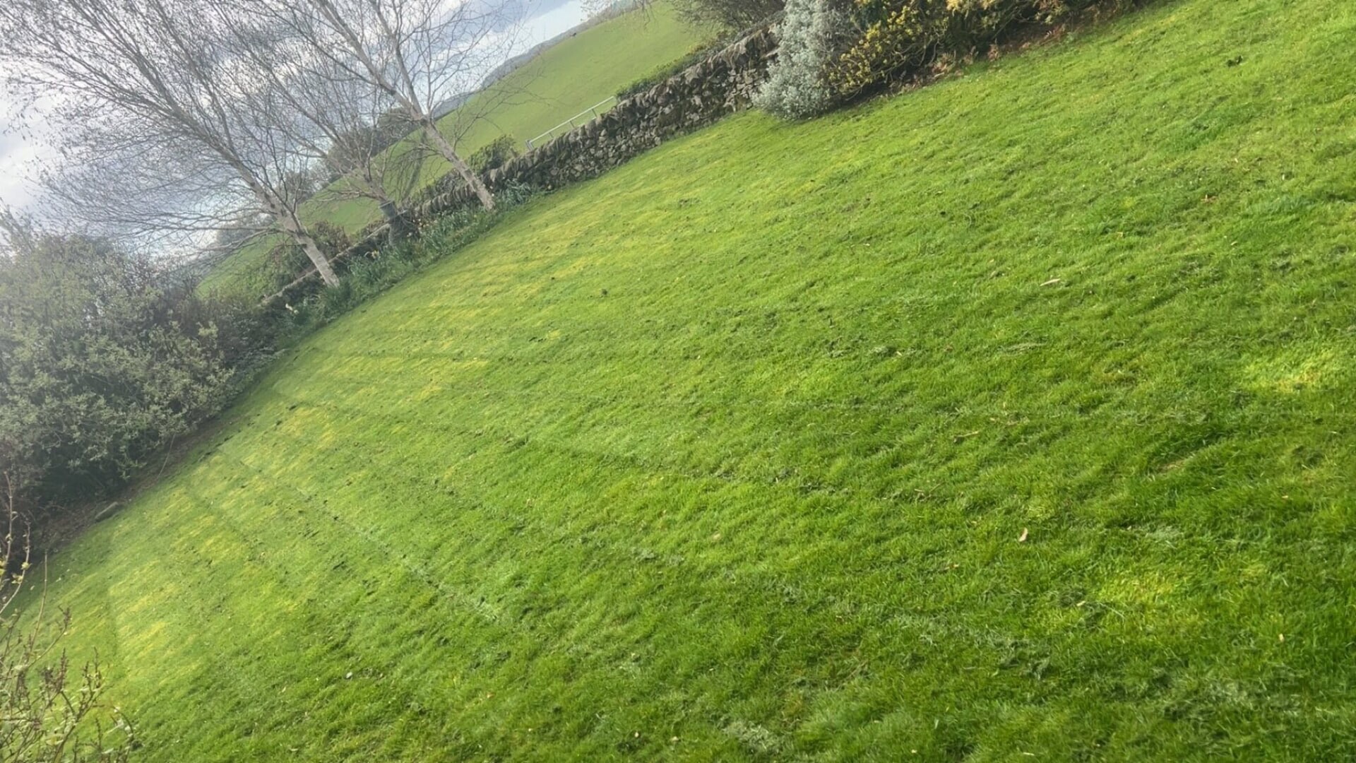 Freshly cut lawn